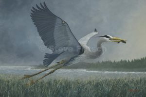 "Heron Along<br/> Maine Coast"