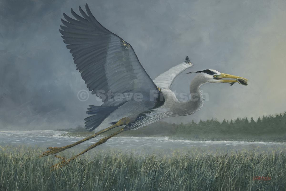 "Heron Along<br/> Maine Coast"