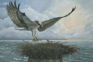 "Osprey Feeding Time"